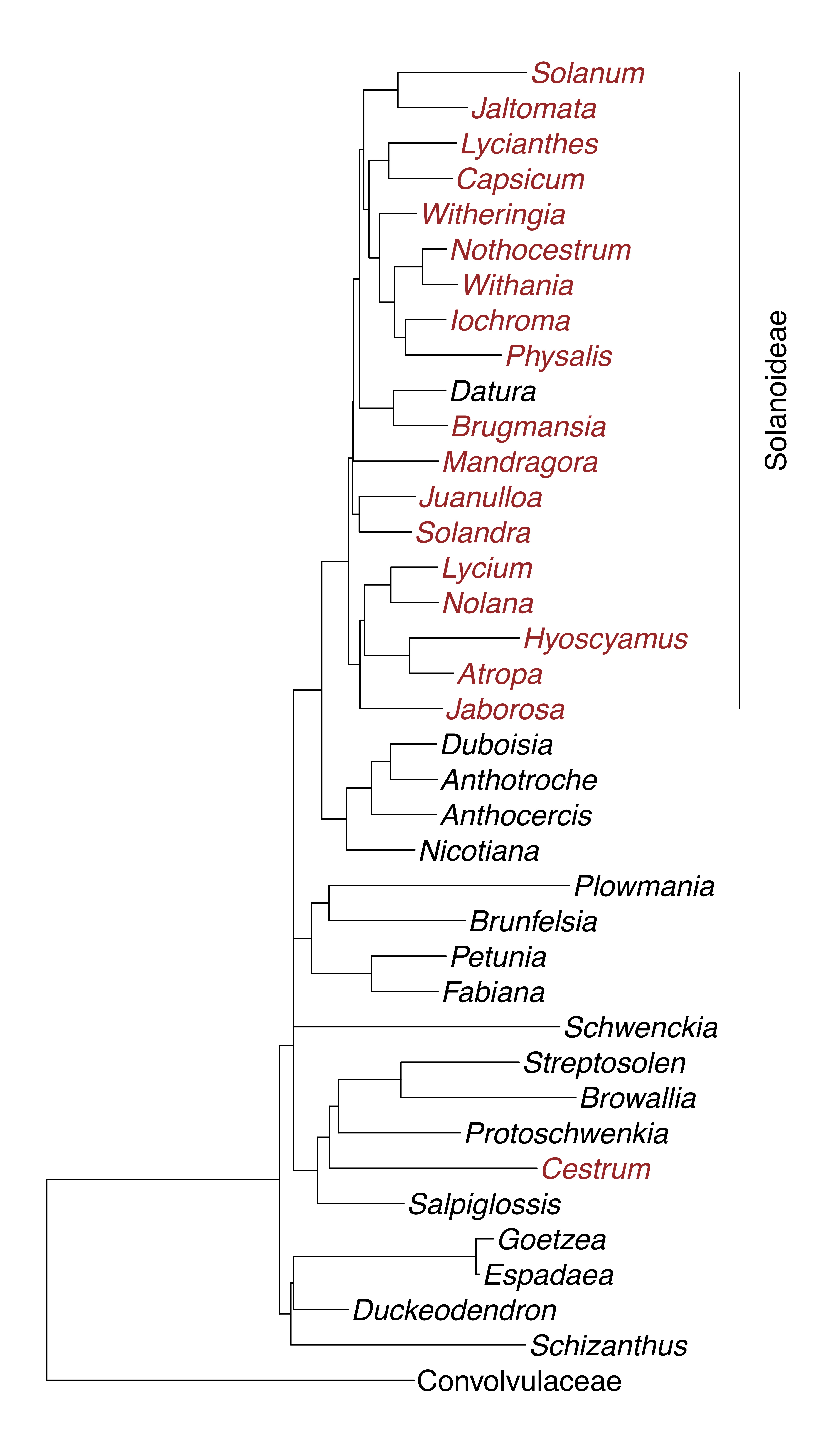 Sarkinen Phylogeny